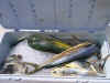 1cooler full of fisha.jpg (49824 bytes)